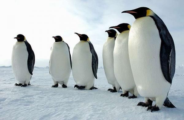 Какие животные живут на Южном полюсе? – Обзоры Вики | Источник №1  информации, тестов, хроник, мнений и новостей