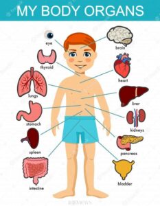 dessin corps humain et organes internes