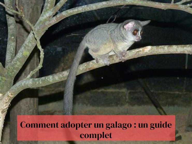 Comment adopter un galago : un guide complet