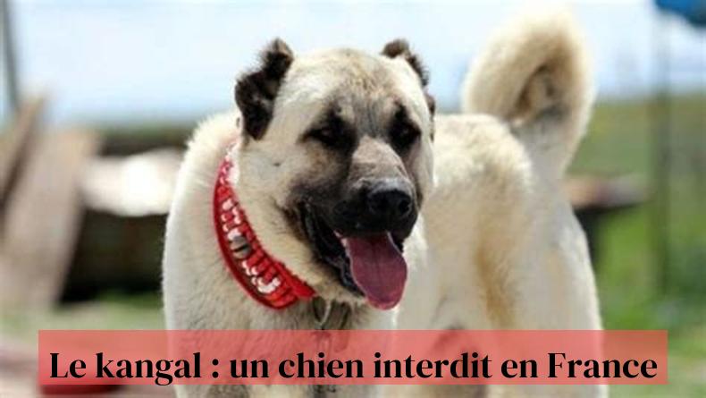 캉갈: 프랑스에서 금지된 개
